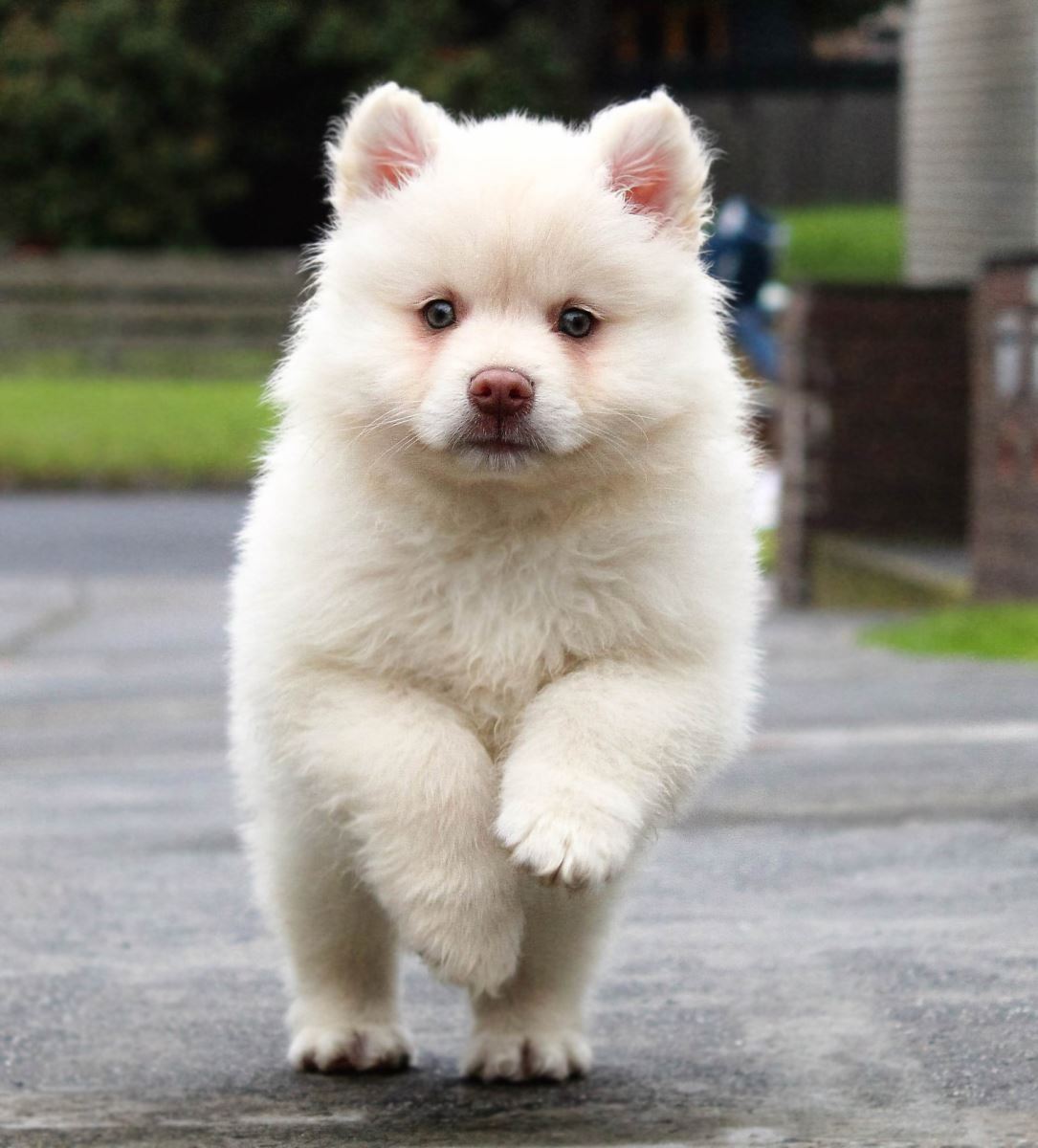 Köpeklerin Ortalama Ömürleri Ne kadardır?